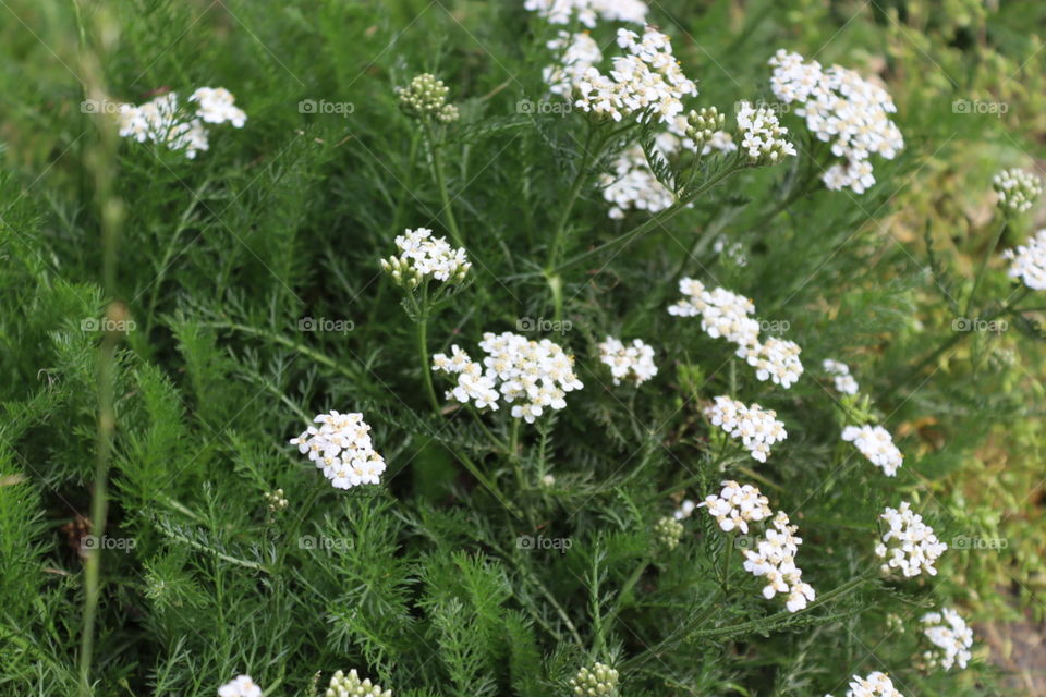 Nature Macro Photography 