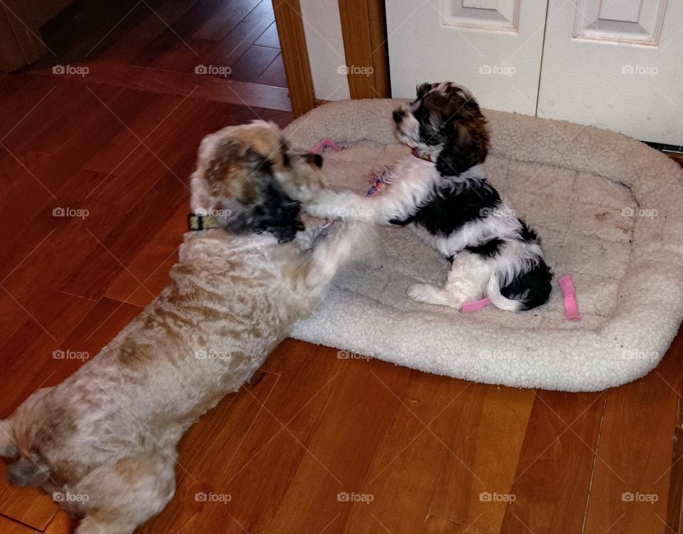 Dog and puppy playing