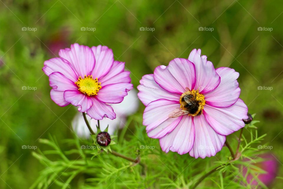 Bee collecting pollen from beautiful pink Cosmos flowers
