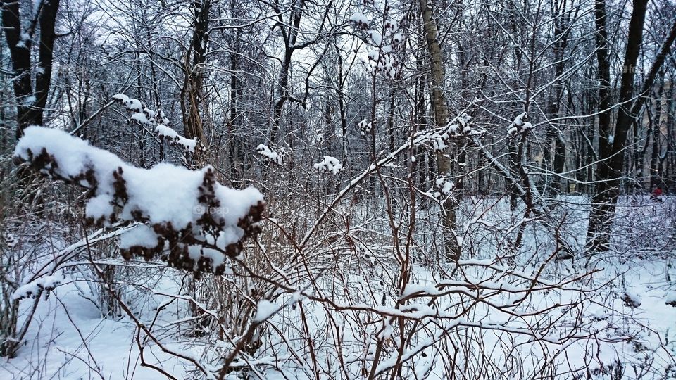 Frozen and snowy forest