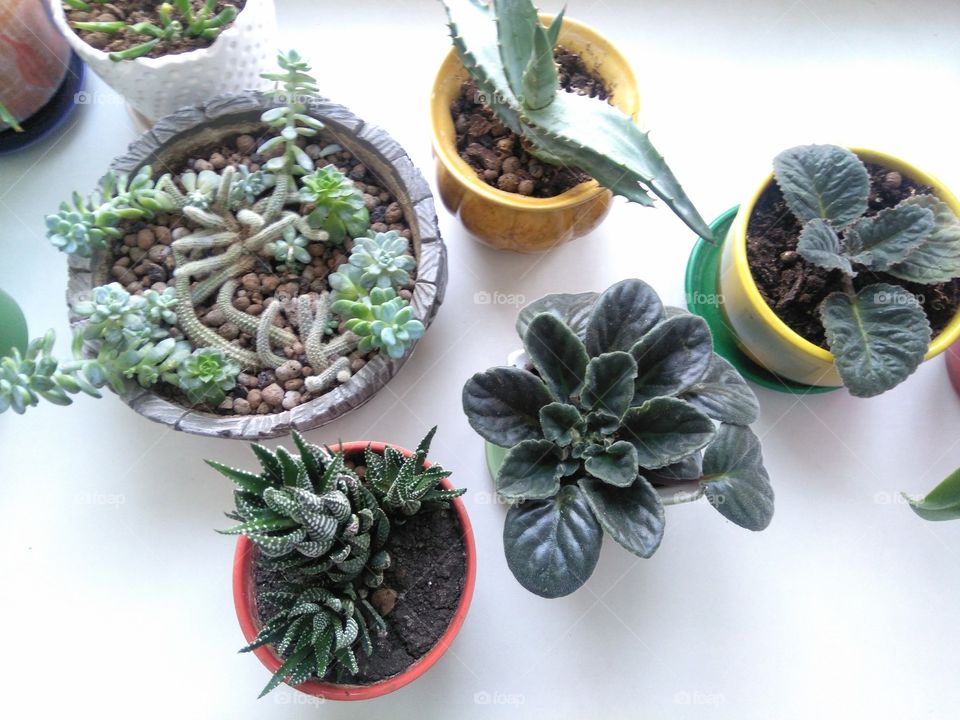 green house plants top view white background