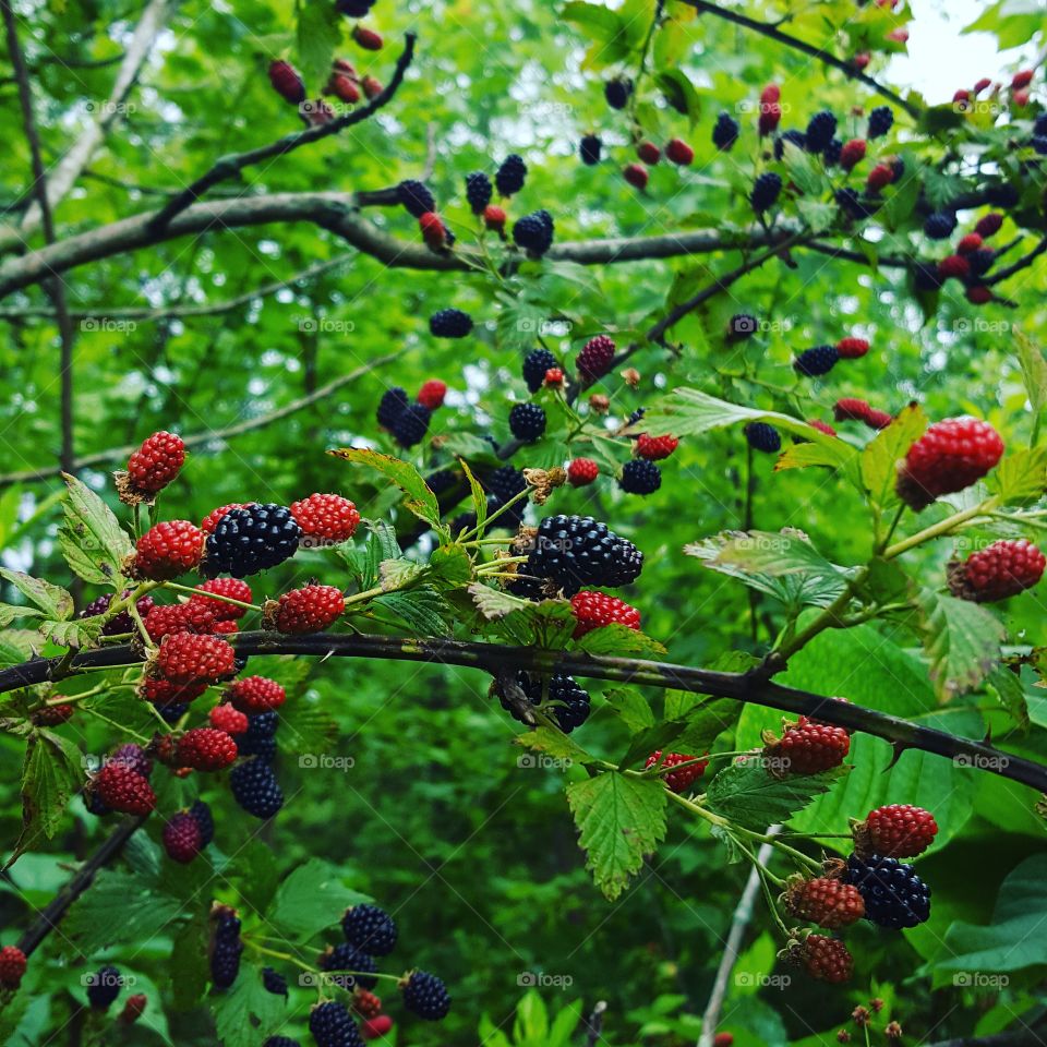 berries to the sky