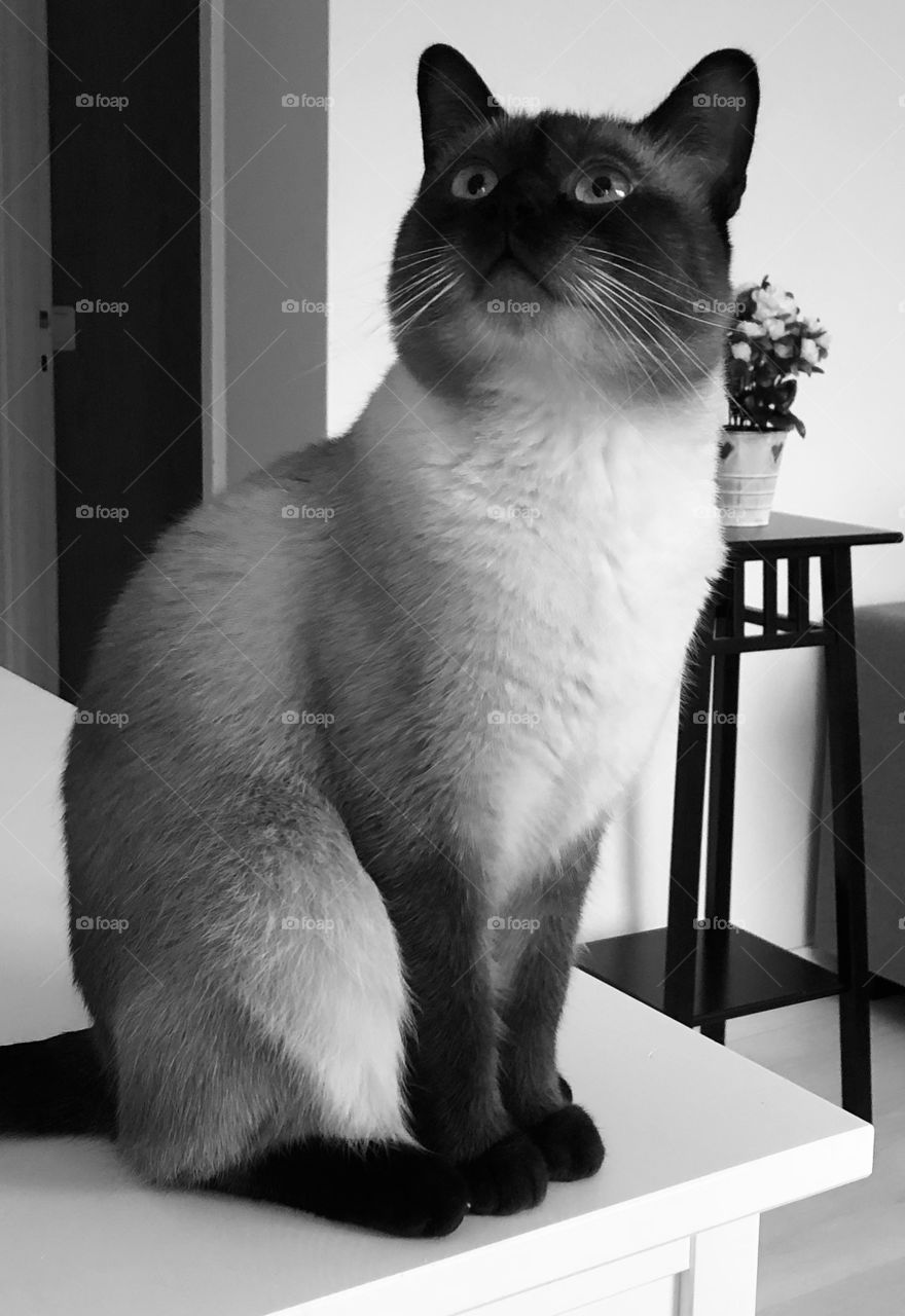 A black and white picture of a beautiful Siamese cat