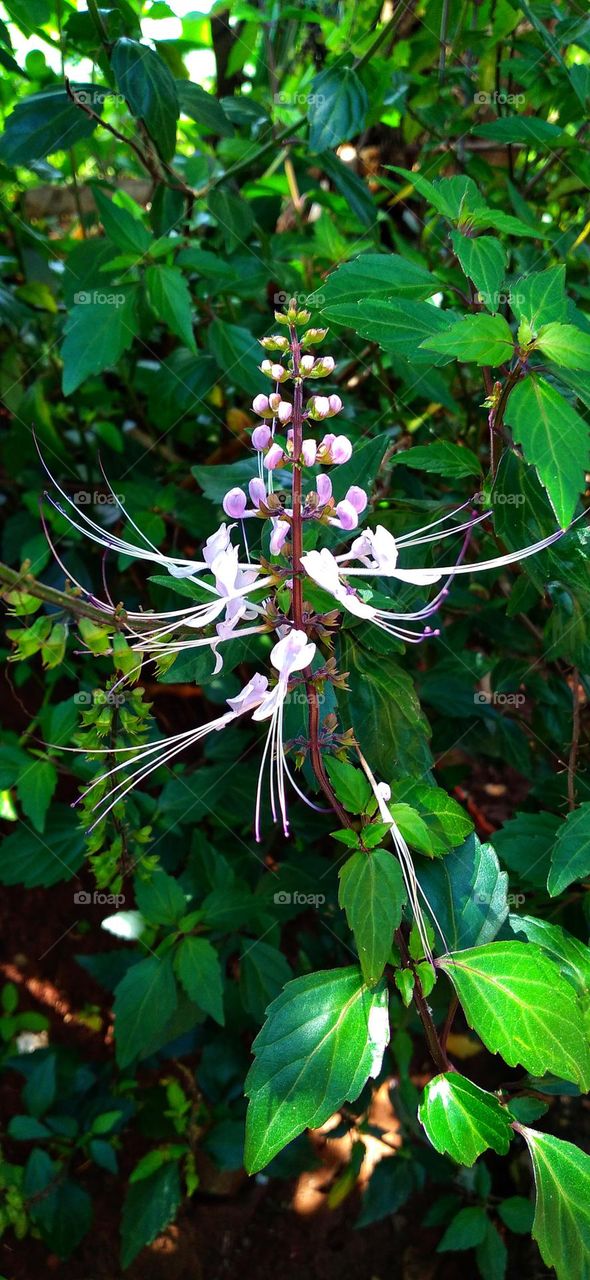 This plant is one of the plants that has many benefits and uses in tackling various diseases.