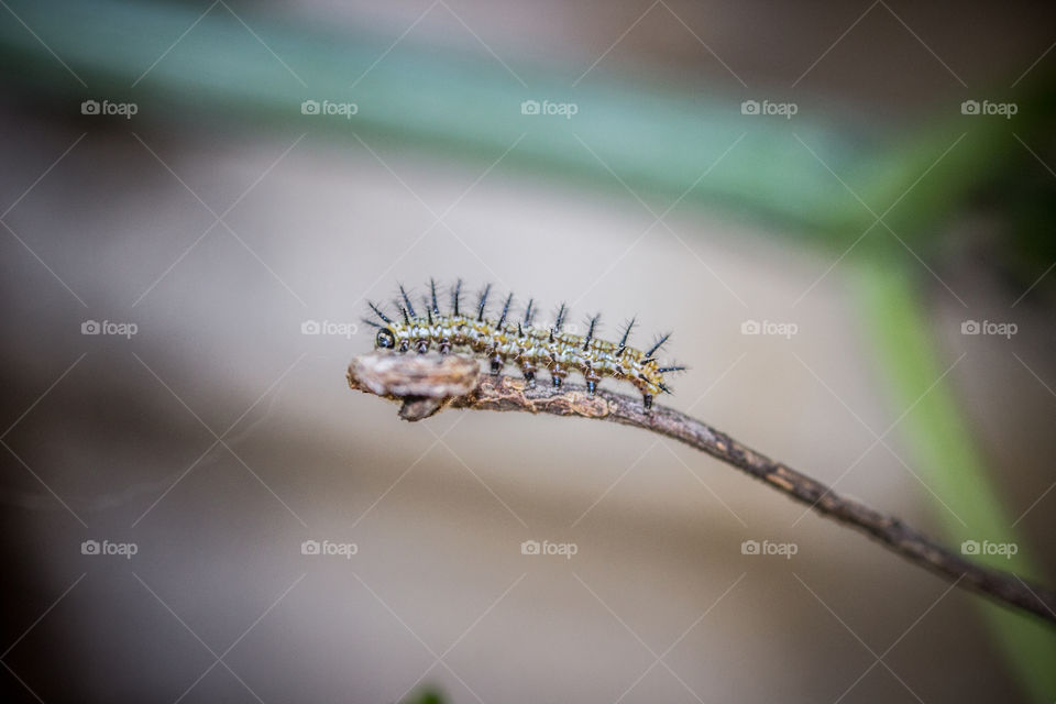 small spikey worm on a twig