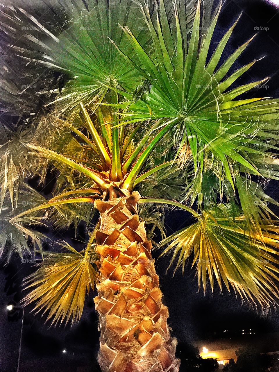 Palm tree at night, yellow and green tones