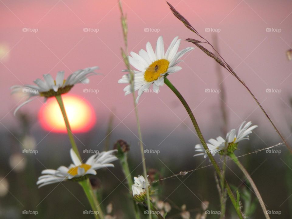 Daisies at sunset