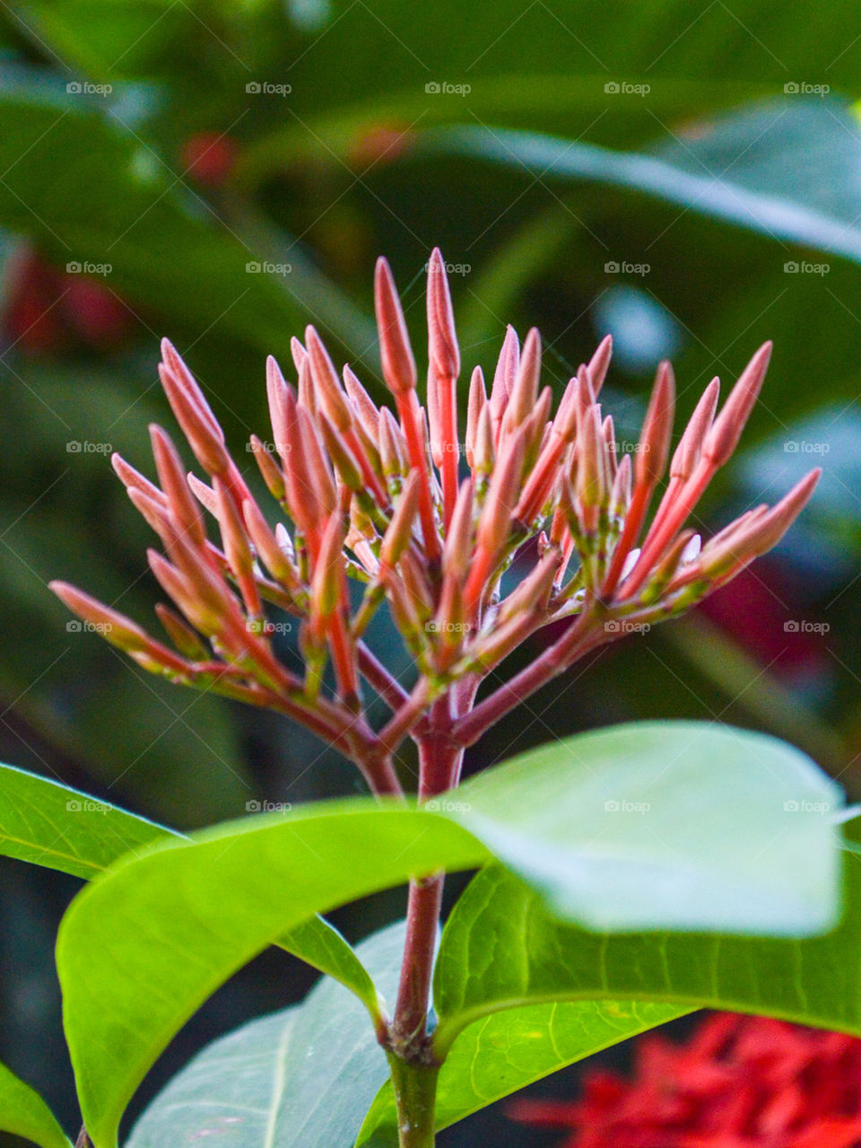 red ixora