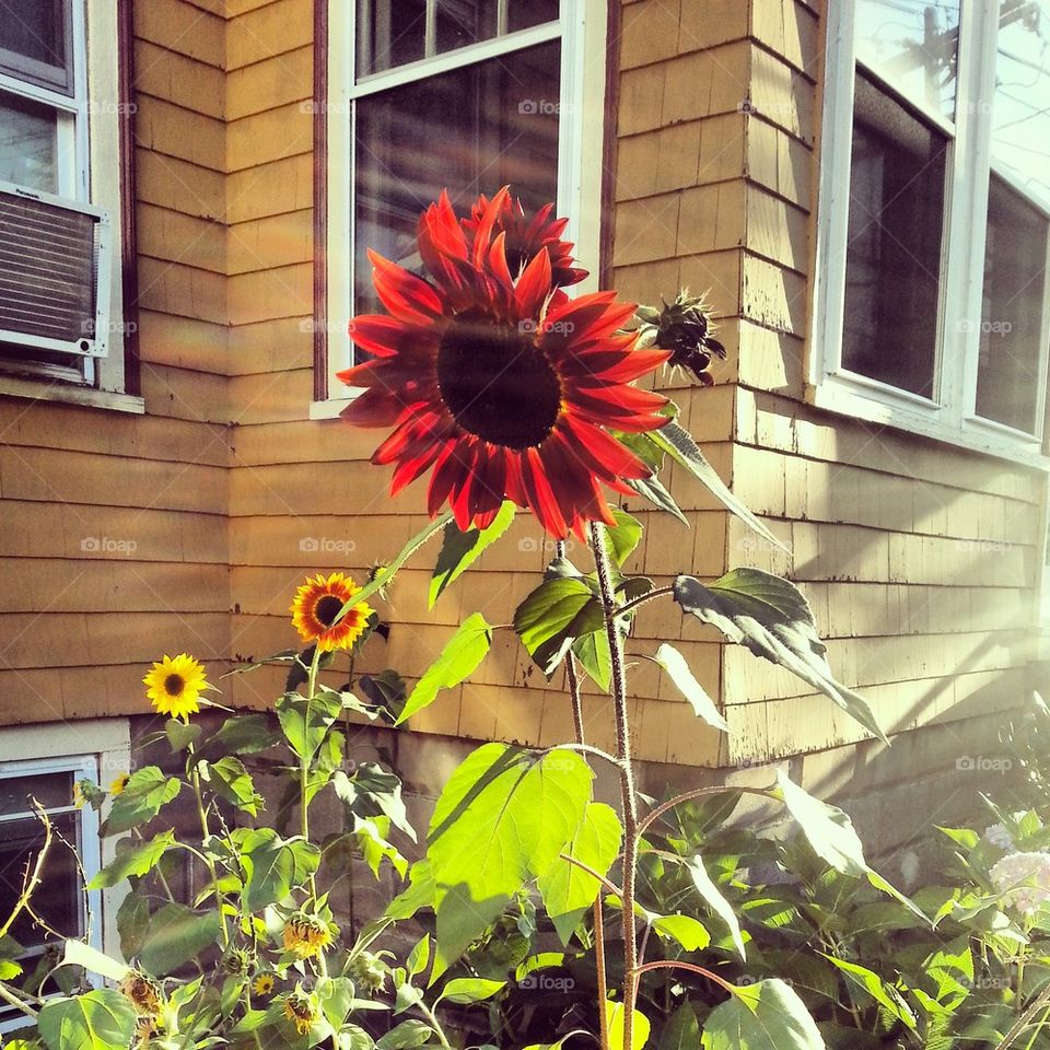 Red sunflower