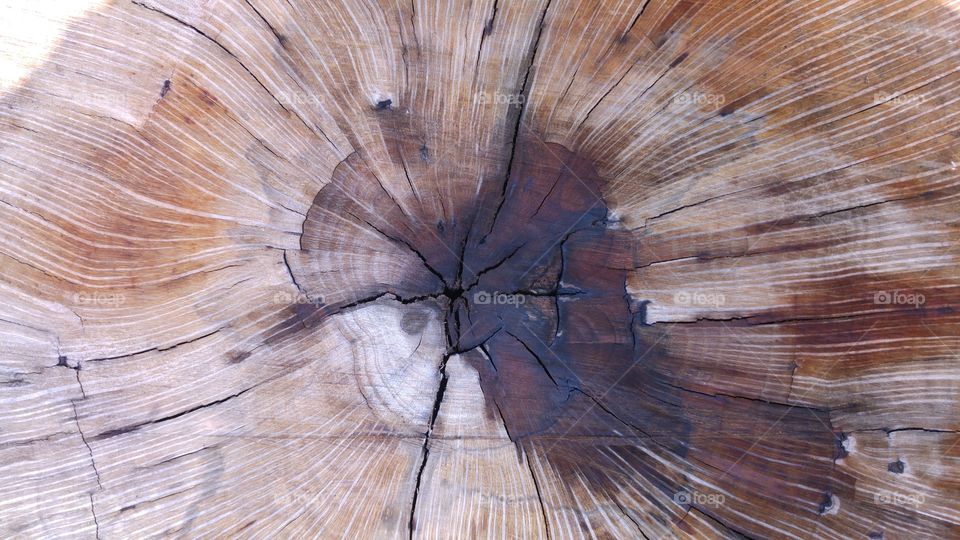of tree trunk cut