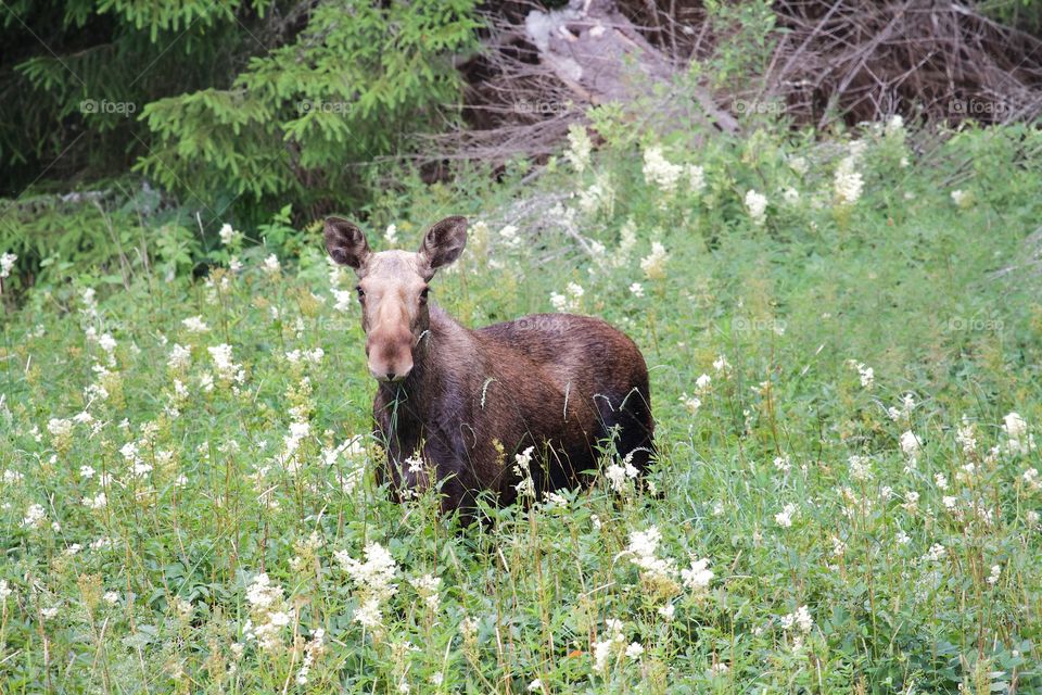 Moose on flower meadow