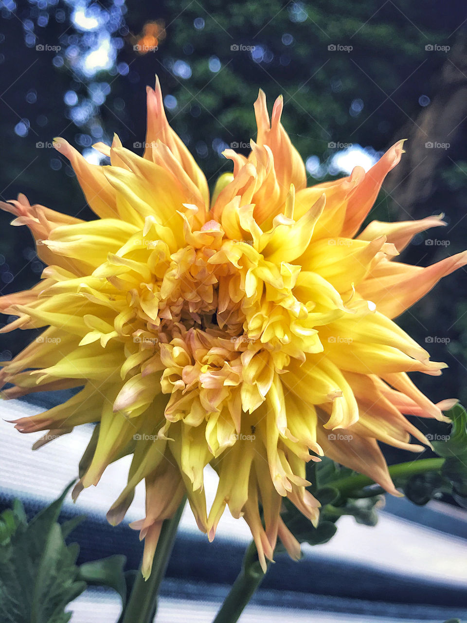 Cactus dahlia flower 