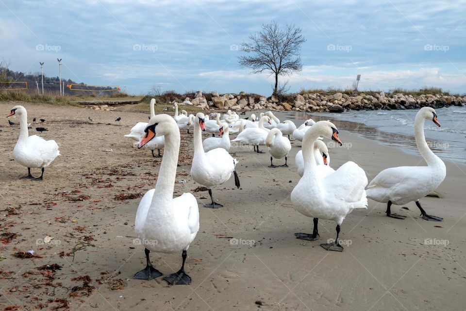 Swans on the beach