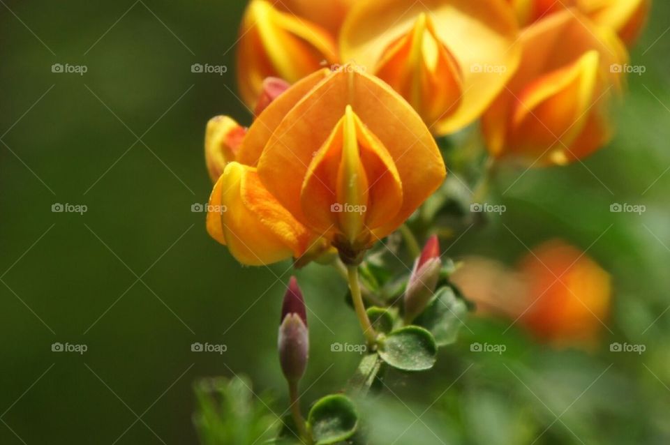 Unique flowers
