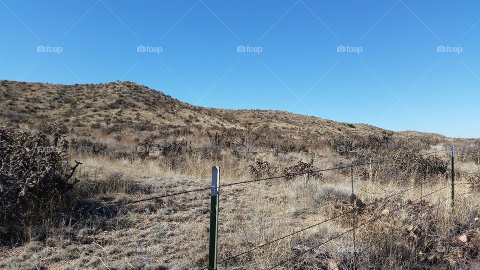 hill covered with cacti