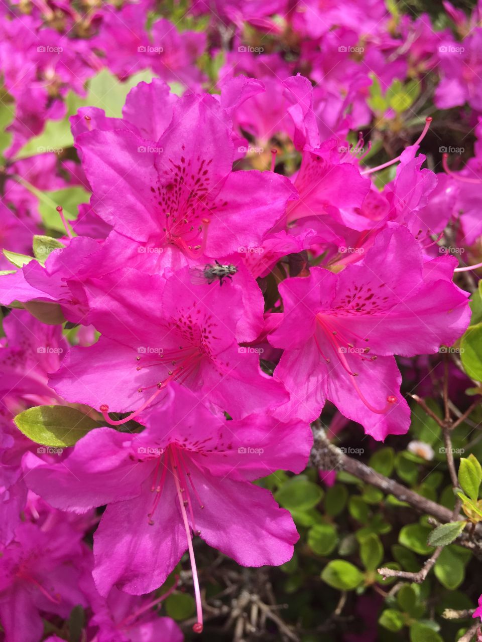 Azalea