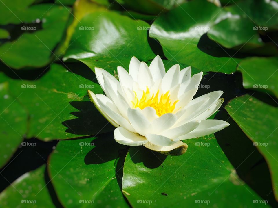 White water lily on the lake surrounded by leaves