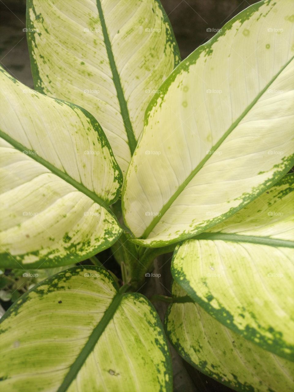 ornamental flower plants