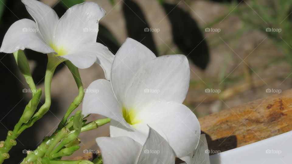 Frangipani flower nivea skin care, business, relax, natural, mission, 