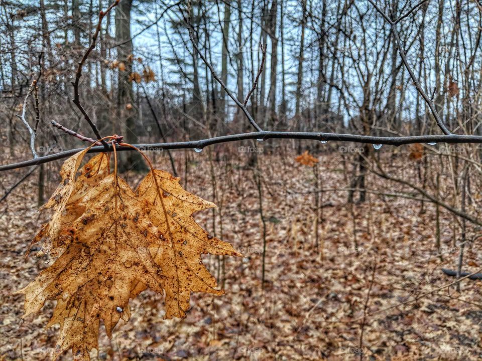 Tut Tut, It looks like Rain.