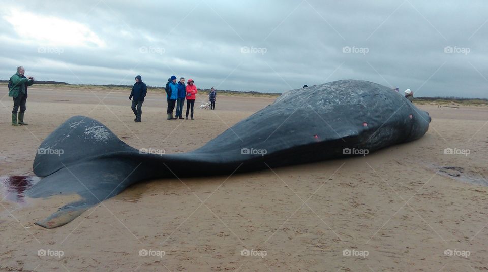sperm whale stranding