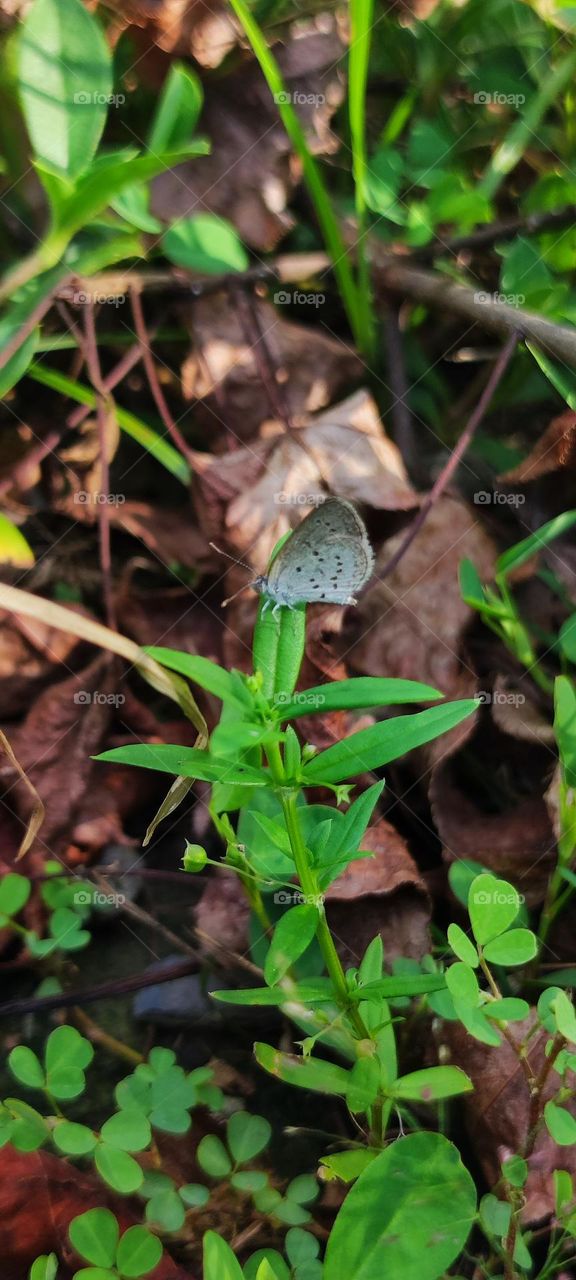 Tiny butterfly within the grass
