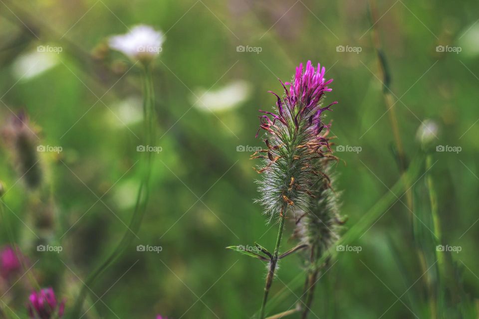 Field flowers II