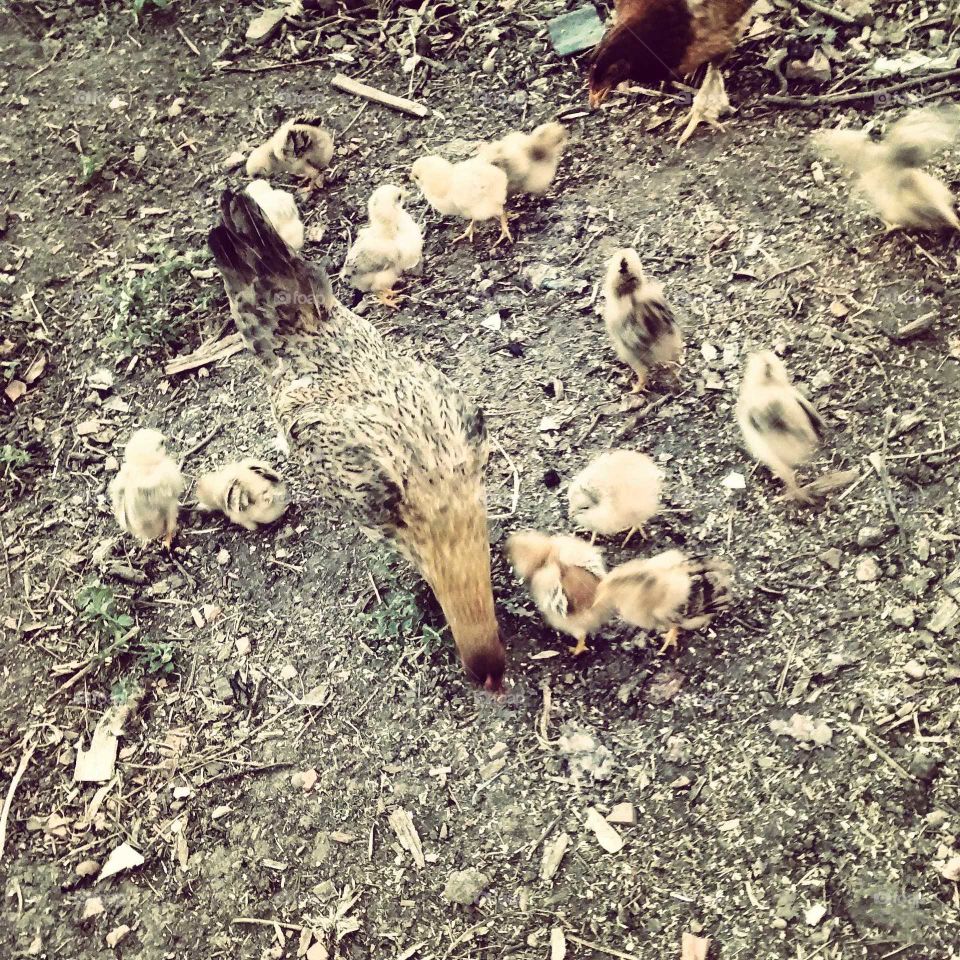 little chickens