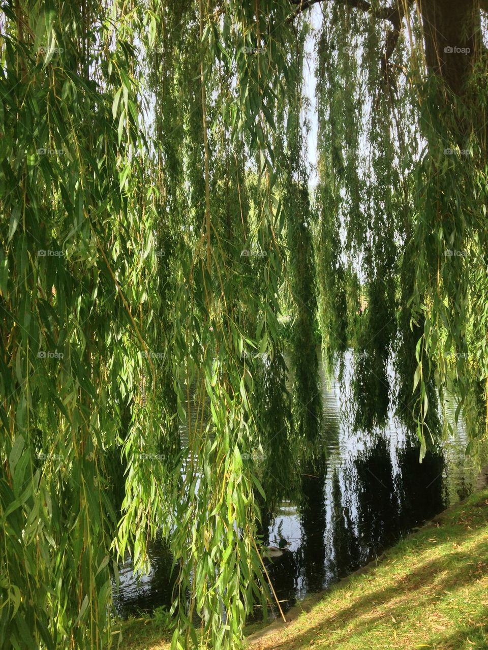 Willow tree
