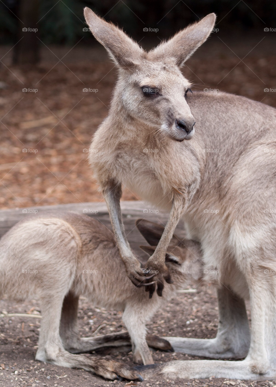 australia zoo kangaroo australian by tropicalbug