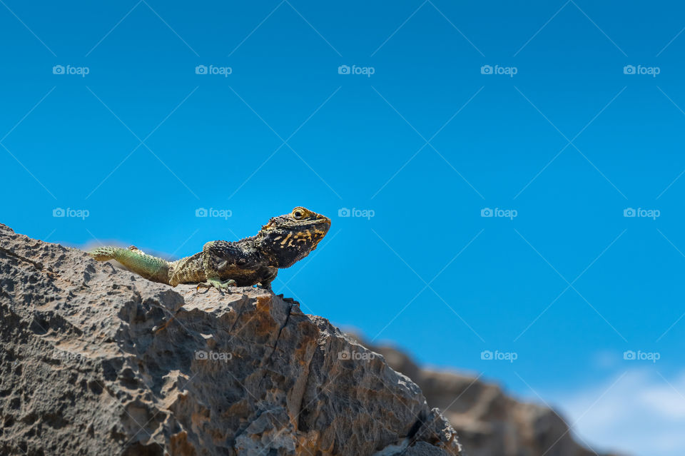 Lizard in his natural rocky habitat on Island of Rhodes. Greece. Europe.
