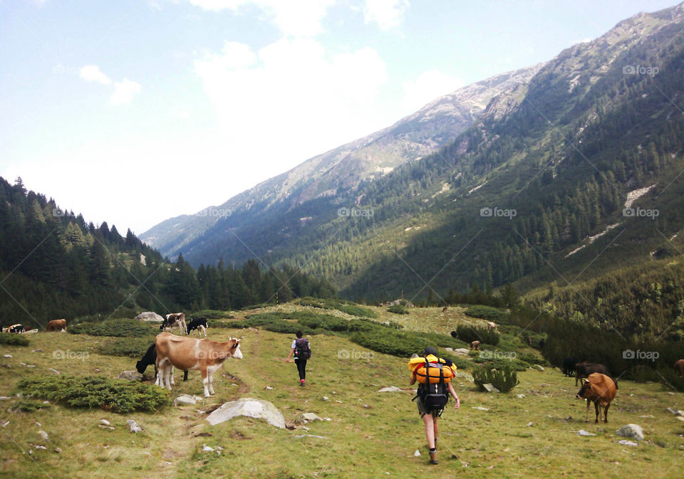 Mountain trip, tourists and cows