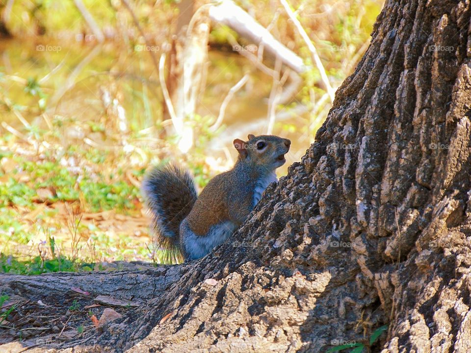 I always find squirrels to pose easily.