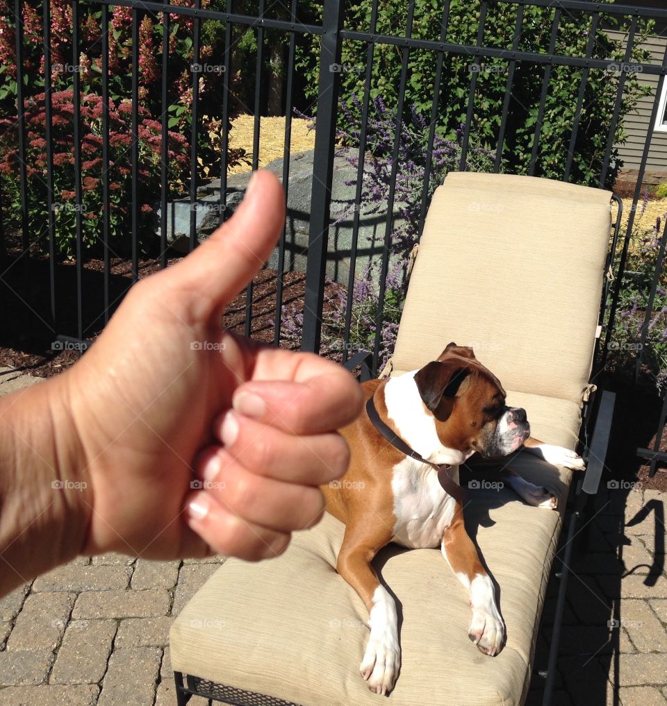 Thumper enjoying the last days of summer by the pool