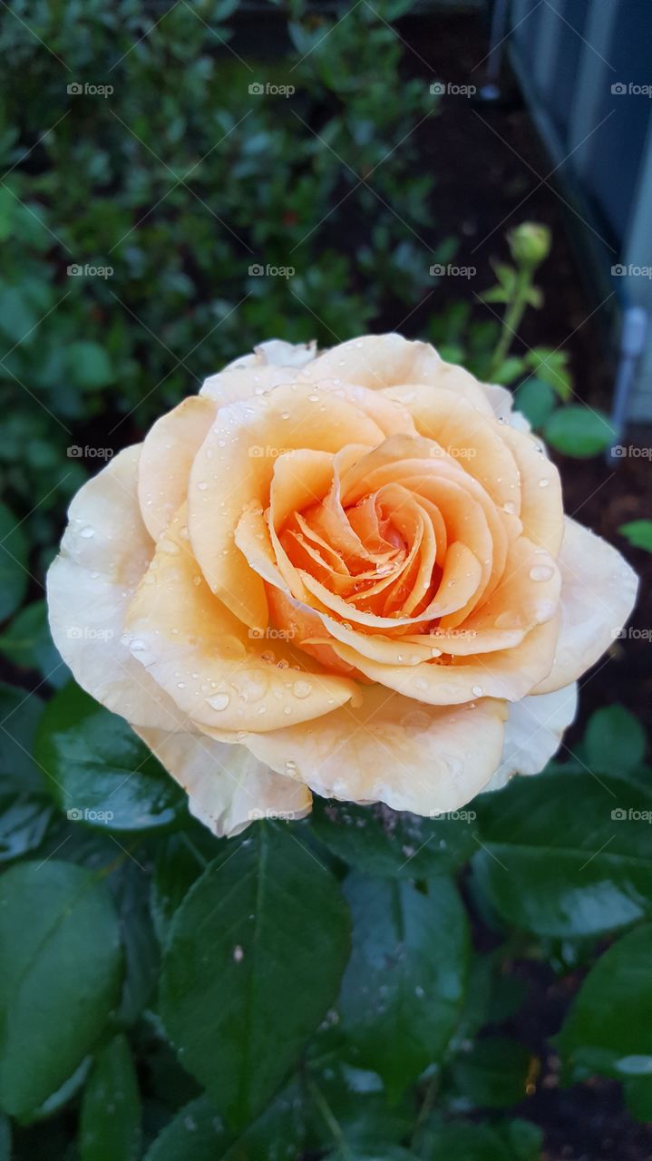 Blooming rose in rain
