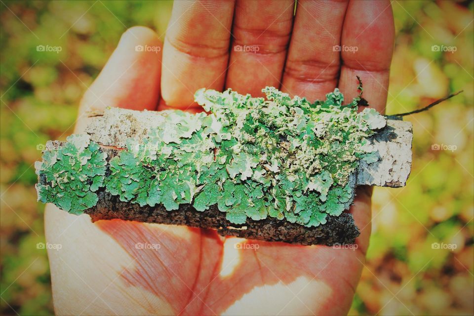 holding in hand a piece of wooden nature in an open field
