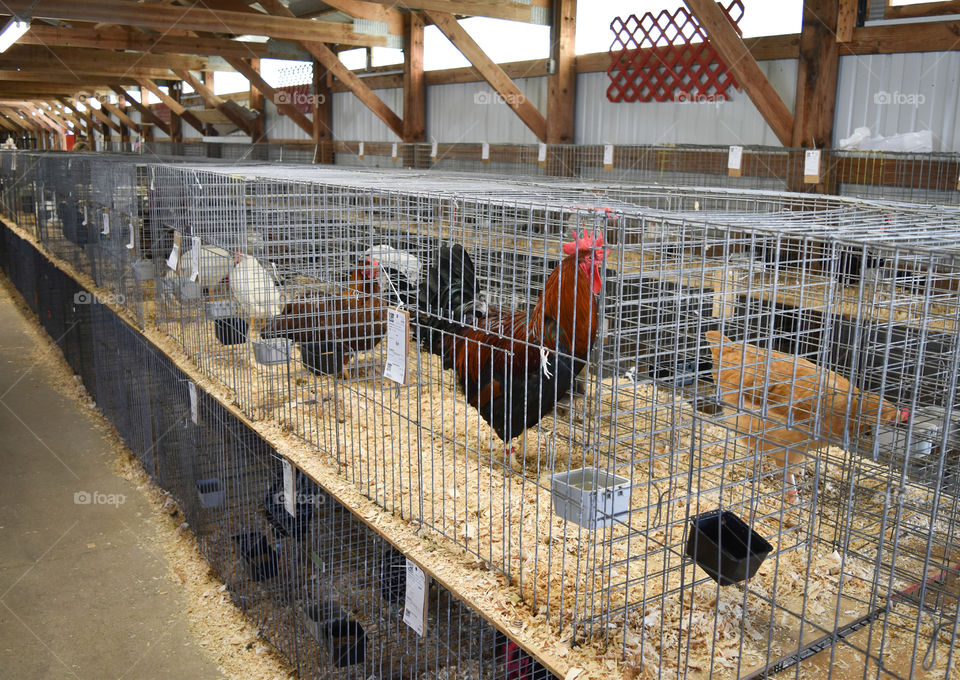 Poultry on exhibit at the state /county fair