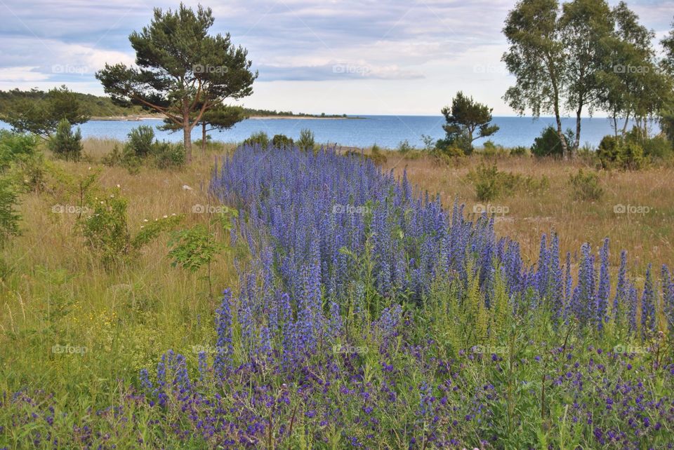 Flowers in Gotland . Flowers called "Blåeld" seen at the countryside of Fårö, Gotland 