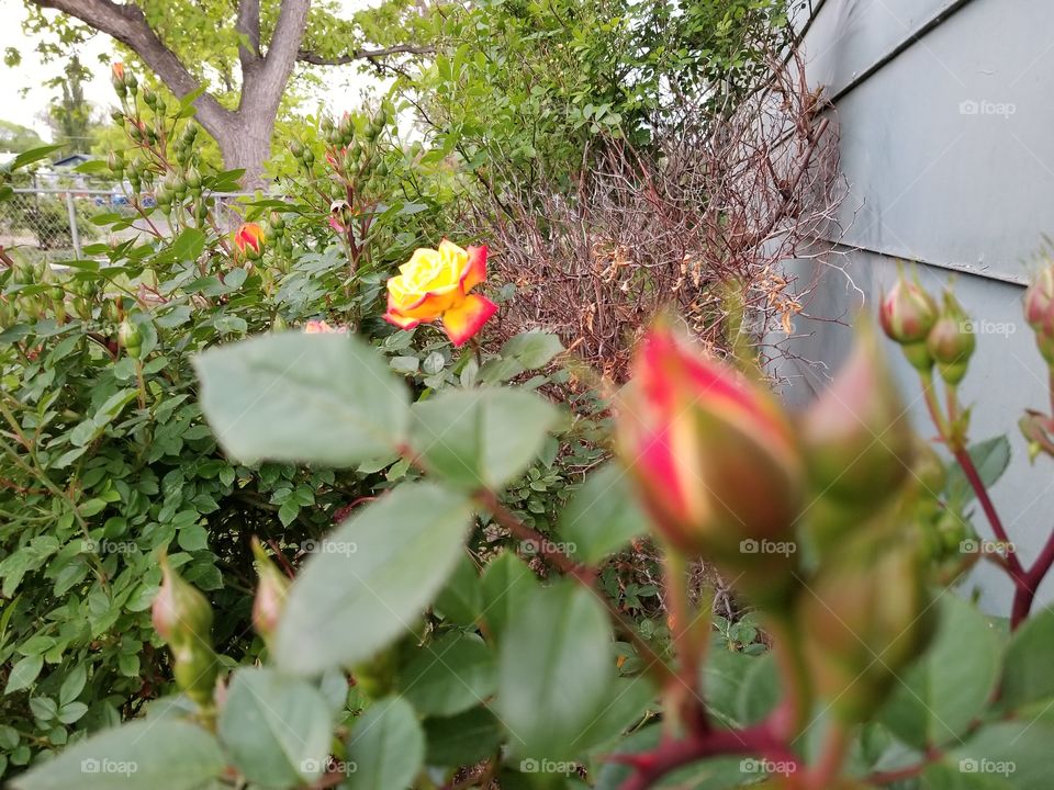 small rose 3