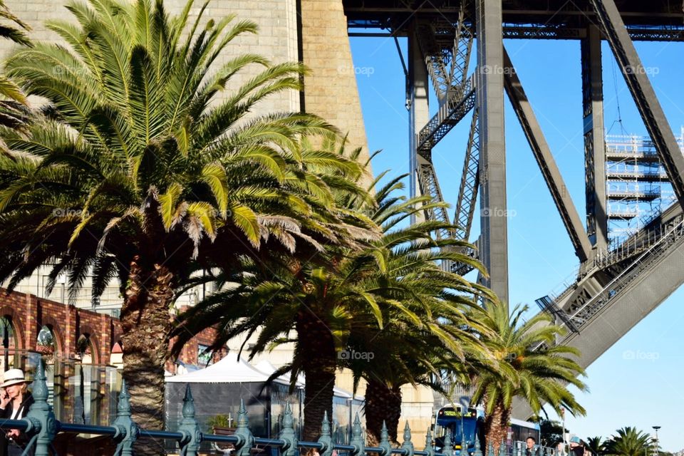 Palm trees in Sydney, Australia 
