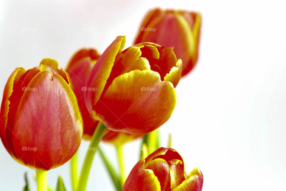 Red tulips on a white background.