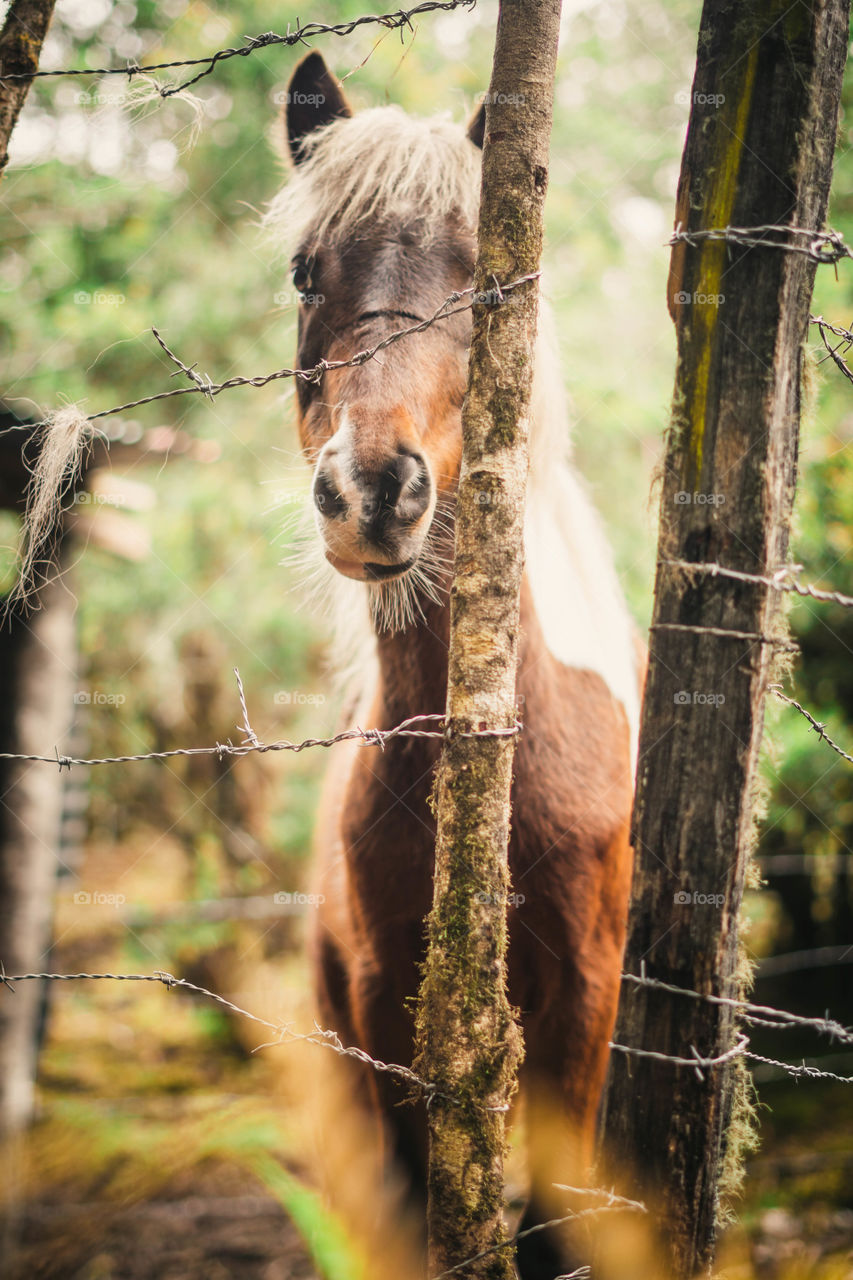Red brown horse in the middle of the forest