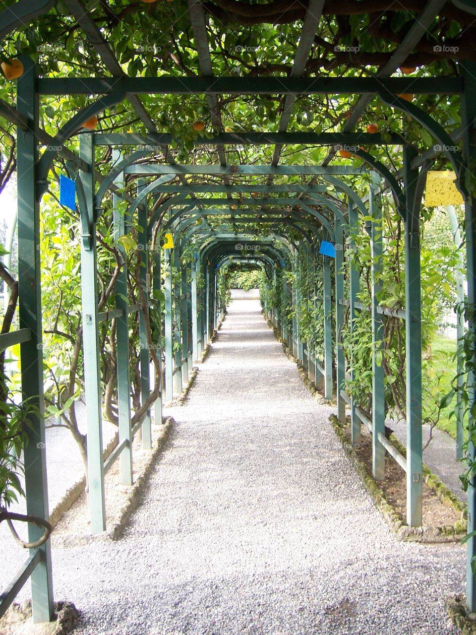 Fruit tree arbor