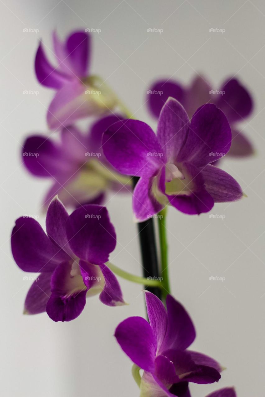 purple orchid flower