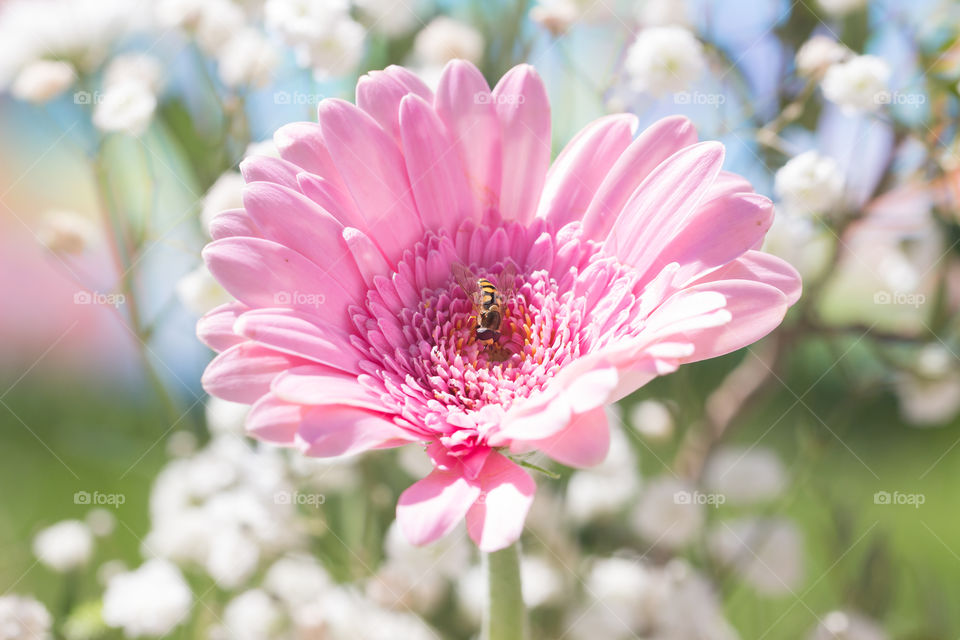 Summer flowers in sunny weather, hoverfly bee on beautiful pink Gerbera flower 