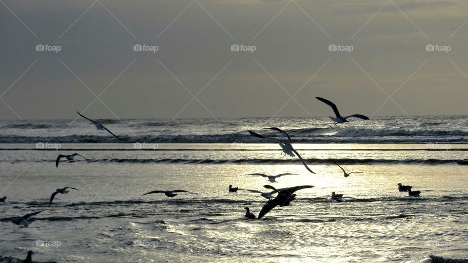 flying in a golden sunset