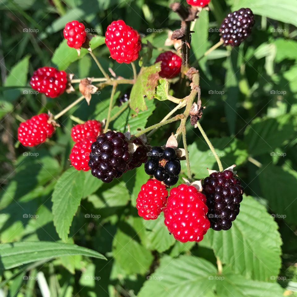 Fresh red raspberries on tree