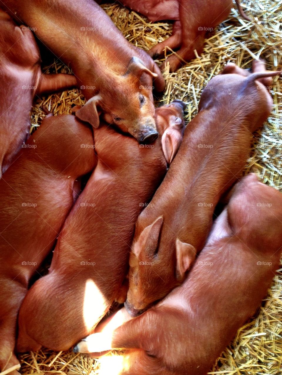 Piglets in hay.