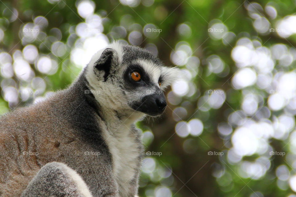 lemur looking around. A lemur on the lookout in the wild animal zoo, shanghai, china.