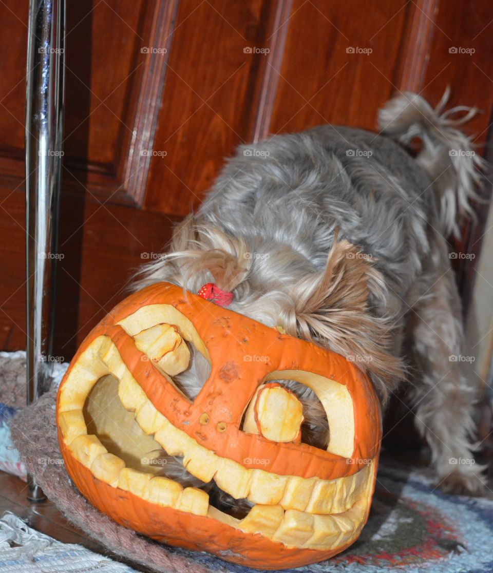 Little, Halloween, Food, Dog, Domestic